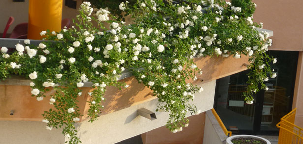 Giardinieri VerdemaVerde Roma - progettazione terrazzi e balconi